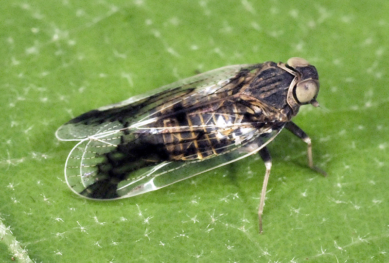 Cixidae: Reptalus melanochaetus  Emilia-Romagna